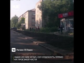 В томске пешеход перебегал дорогу в неположенном месте и устал прямо посреди дороги