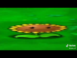 Подсолнух флексит