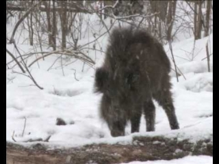 Boars with bison (chernobyl)