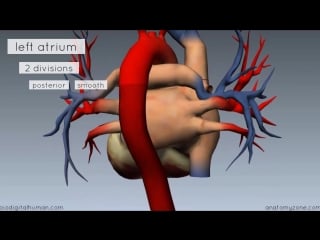 26 heart anatomy left atrium 3d anatomy tutorial