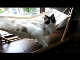 Timo the cat and his hammock experiences (compilation)