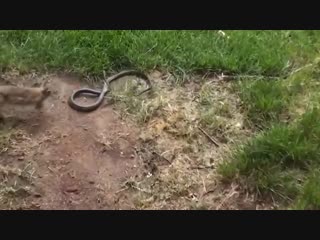 Mother rabbit goes crazy on a snake that was preying on her babies