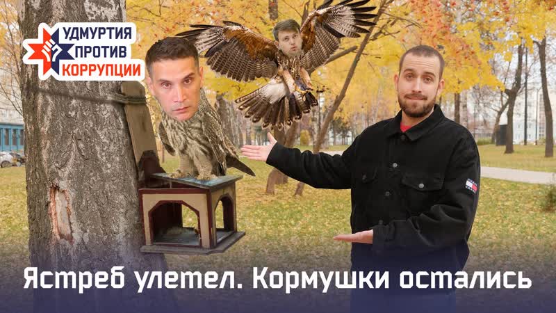 Ястреб улетел кормушки остались