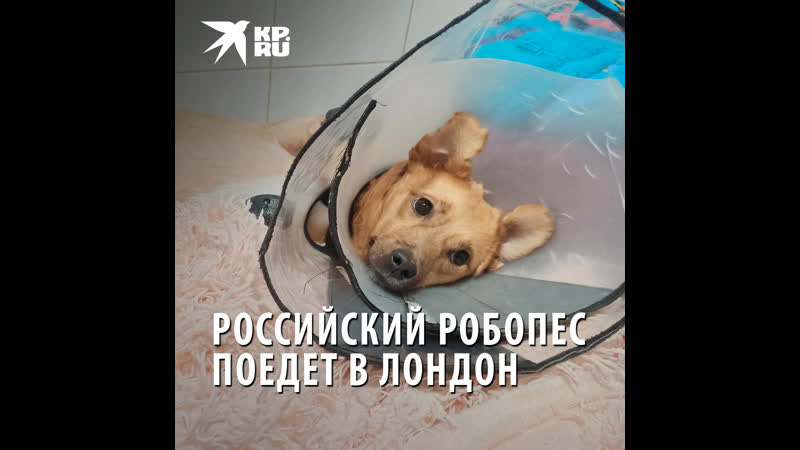 О русской собачке монике прознала известная английская зоозащитница кейси