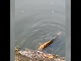 A carp fish with a "human face"