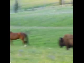 A very rare encounter between a bison and a horse