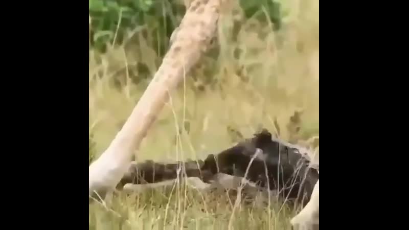 Fancy your first few seconds of life being a 1 5 metre drop to the ground 😂 giraffes always give birth while standing up so it’