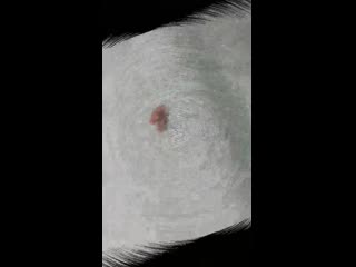 Мухи трахаются