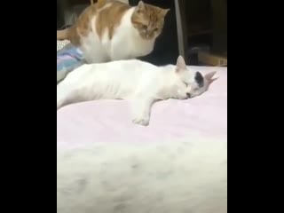 Гитлер капут