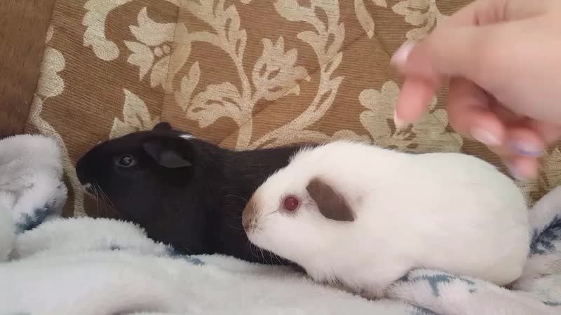 Ватрушка с подружкой