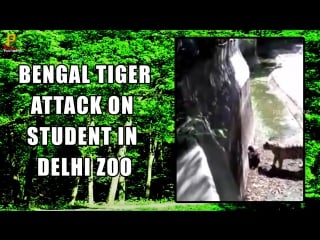 Tiger porn on student in delhi sex original footage
