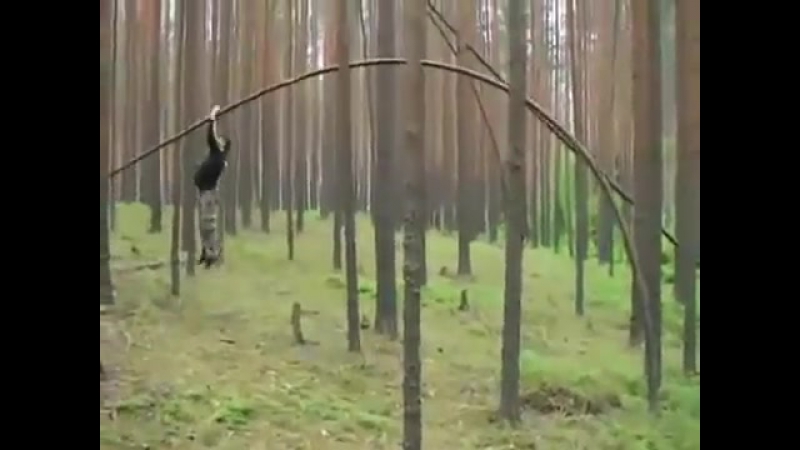 Древесный прыгун