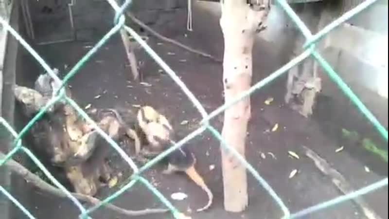 Муравьед начистил ебало другому муравьеду