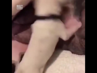 Щенок долматинец porn video on BrownPorn