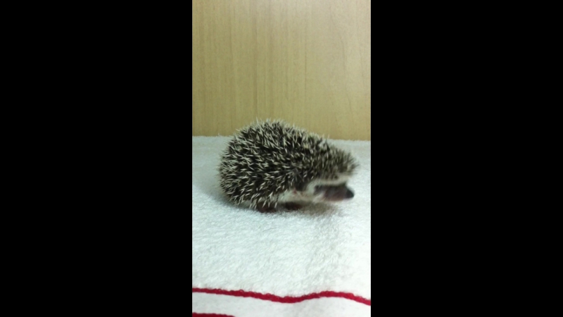 Ежонок ирси "he ho"