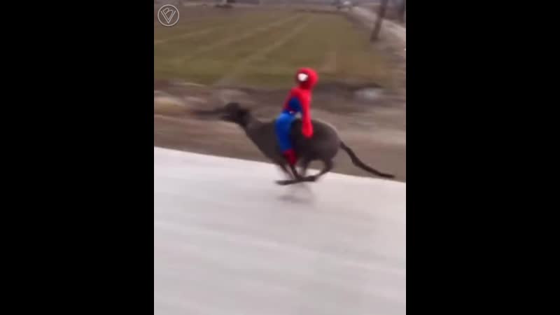 Спайдер мобиль