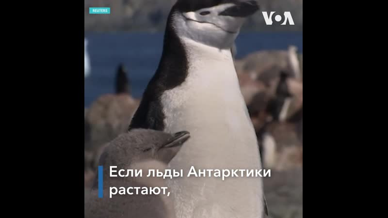 Новый рекорд температуры в антарктике