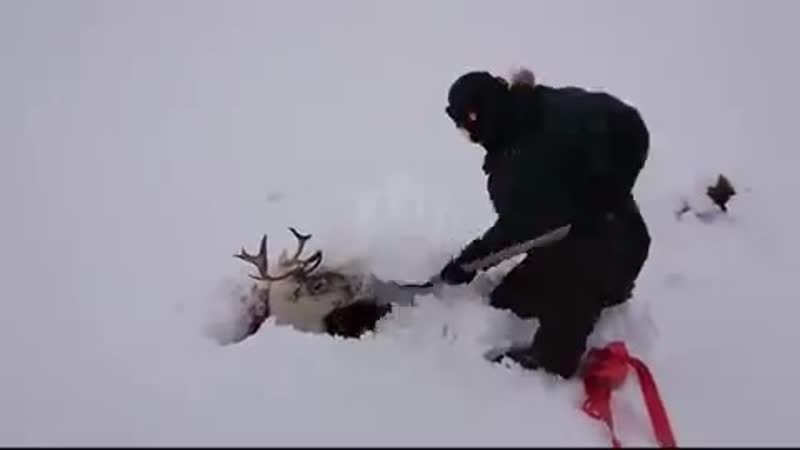 В норильске оленя вытащили из сугроба