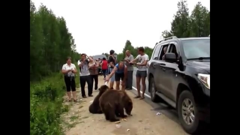 Медведи и дикие люди на трассе ухта сыктыар