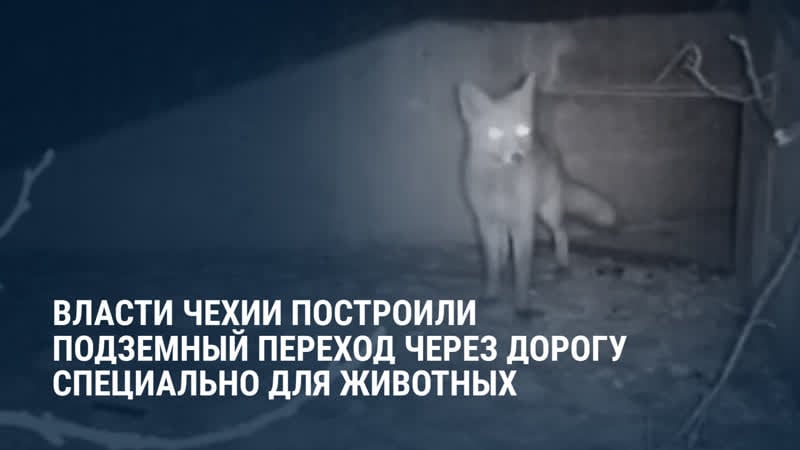 Подземные переходы через дорогу специально для молодые