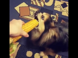 Пушистая милота | усная кукурузка🌽🐶