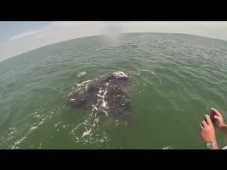 Fishermen spot a big manta ray swimming by their boat