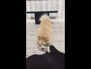 Instagram video by tatiana volosozhar • (27 09)