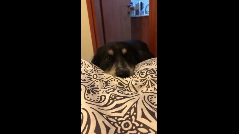 Hоw max tеlls mе nap timе is оvеr