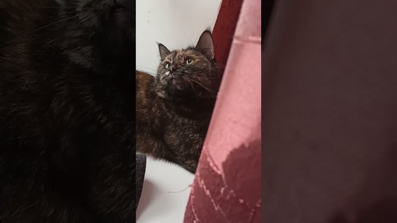 Маруська и черничка кошечки