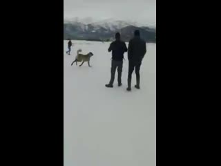 Kasabın kara ateş vs bozo