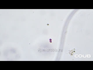 2 bacteria having fun