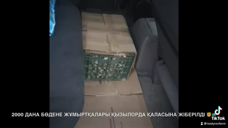 2000 дана бөдене жұмыртқалары қызылорда қаласына жіберілді ✊🇰🇿