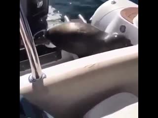 Seal who was being chased by a pod of orcas hops onto a family's boat to save his own life