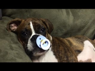 Боксёр не может уснуть без соски (only video)