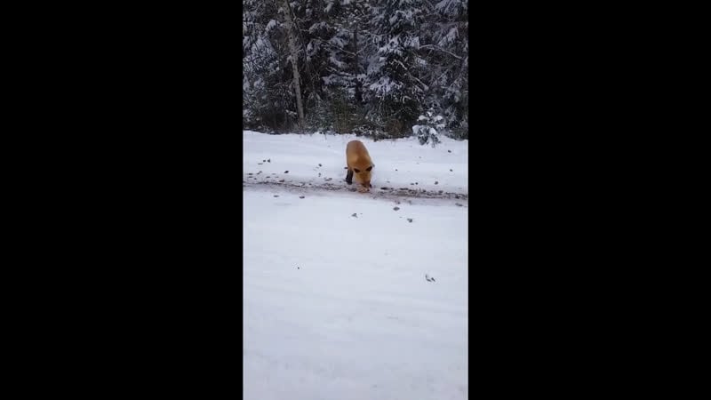 Лису накормили блинами