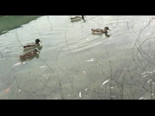 6 what he remembers (kawase, jul 2009)