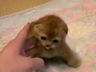 Шотла́ндская вислоу́хая scottish fold