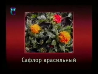 Цветы передача 16 однолетние культуры часть 1