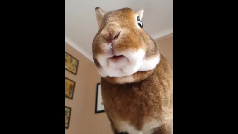 Смачное замедленное поедание