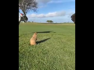 Закошмарил длинноногих