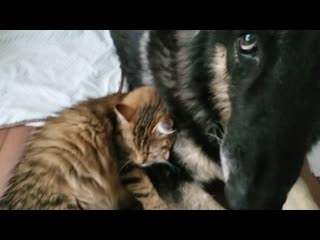 My cat was in early stages of labor and she needed her friend, a 90lb german sheppard, for comfort who said cats and dogs canno