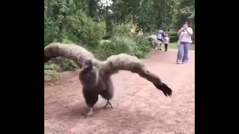 Молодой кондор