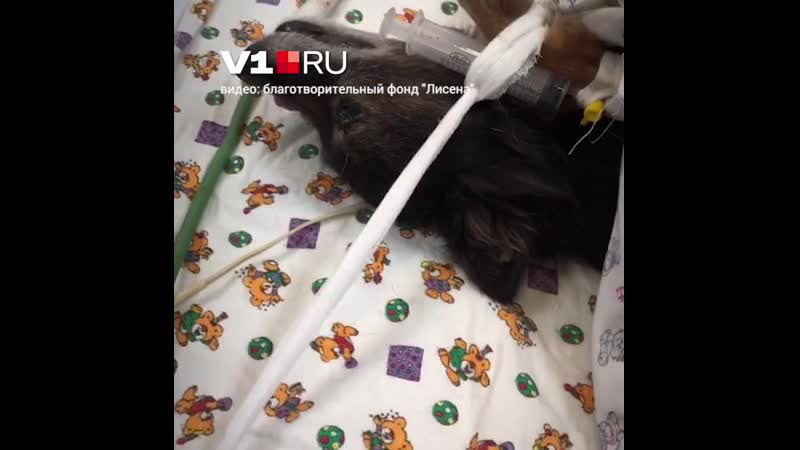 «пришлось сделать аборт» беременную молодые сбили и бросили умирать на дороге под волгоградом