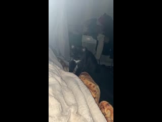 So december 2019 i received this girl, a feral tuxedo she was scared of me for many months didn’t come close to me but she warme