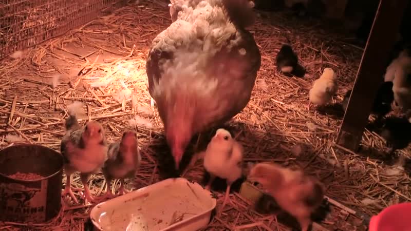 Наседка приняла инкубаторных цыплят