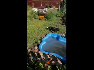 Vid 20200624 171555 mp4