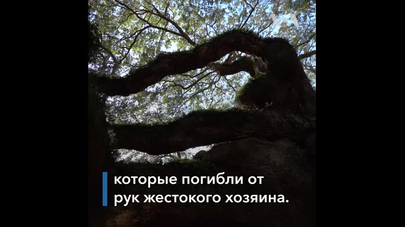 Ангельский дуб