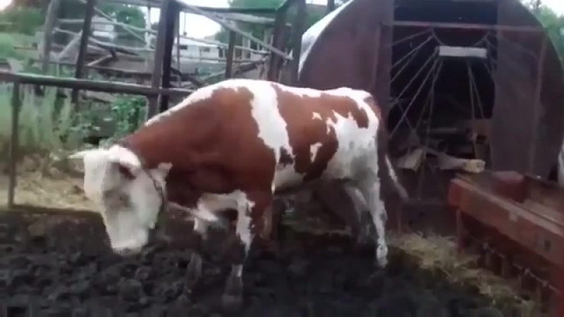 Корова танцует тверк 2019 у себя в огороде хозяйка наигрывает биты стильно, модно и зажигательно