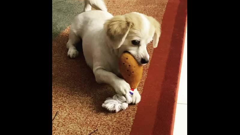 2020 03 14 хорошо кушайте и укрепляйте иммунитет!! 🍖