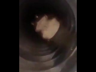 [makton] жаба в трубе